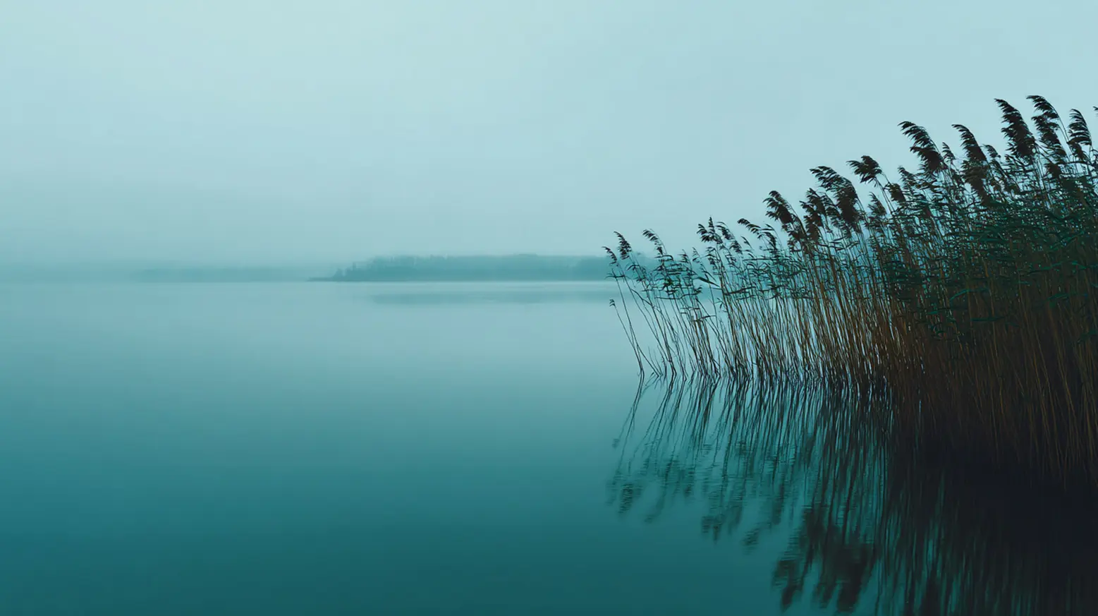 Wasser und Schilf, die Ruhe in Person